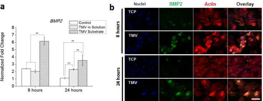 Figure 1.6 TMV-induced osteogenic differentiation in BMSCs in vitro.[73] (a) Gene expression profile showing an upregulation of BMP2 mRNA level in BMSCs on TMV substrate at 8 hours after osteoinduction