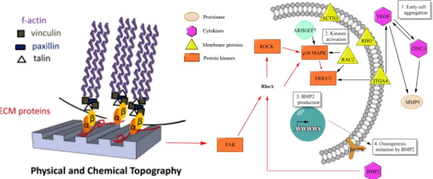 Figure 1.7 Schematic diagram depicts interrelation of common intracellular signaling events (red arrow path) triggered by changes in substrate topography and predicting sequential events for TMV-induced BMP-2 upregulation, leading to accelerated osteogenes