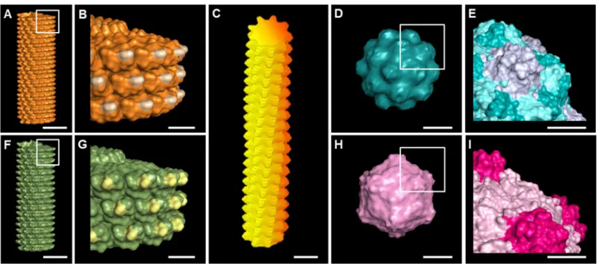 Figure 2.1 (A-I) Molecular models shows surface topography of plant viruses used in this study