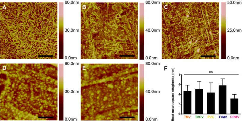 Figure 2.2 (A-E) Representative AFM micrographs showing the coverage of PDL coated  substrate with different virus nanoparticles indicate the viral particles, (A) TMV; (B) TVCV; (C) PVX; (D) TYMV; and (E) CPMV,  are mostly intact and fully cover the coatin