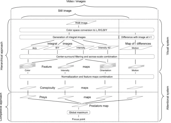 Figure 2. Schematic view of the proposed model of visual attention. After a ﬁrst step similar to Itti [15] work, a prey-predator approach optimally fuse the information from diﬀerent conspicuity maps.