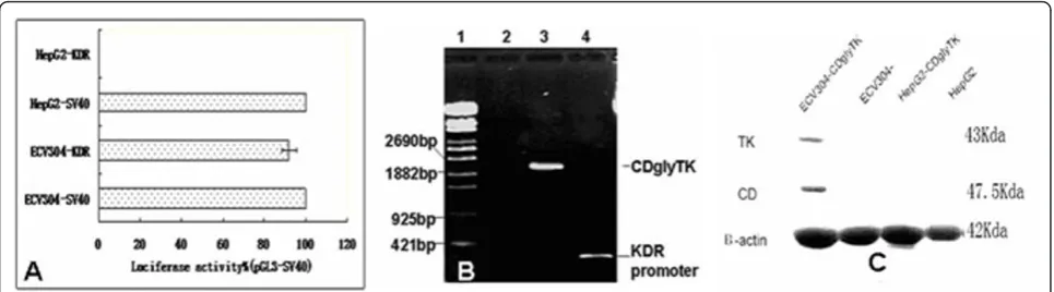 Figure 2 Cytotoxicity is dependent on MOI. ECV304 (A) and HepG2 (B) cells at increasing MOI were exposed in vitro to Ad-KDR-CDglyTK inthe presence or absence of GCV + 5-FC, and the number of viable cells was determined by MTT methods after 6 days treatment.
