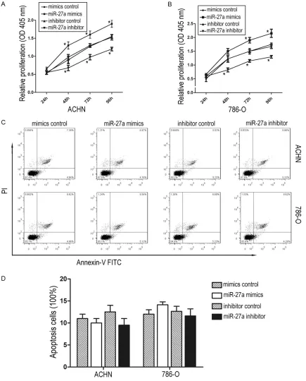 Figure 3. Effection of miR-27a on cell lines proliferation and apoptosis. A. CCK-8 cell proliferation assays show that miR-27a significantly enforced RCC cell proliferation in ACHN cells