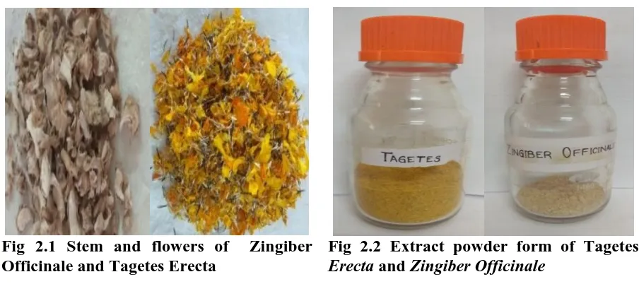 Fig 2.1 Stem and flowers of  Zingiber  Officinale and Tagetes Erecta 