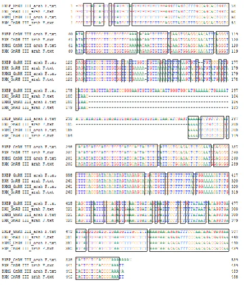Fig. 3.  III-forward Alignment of the nucleotide bases of the sequences encoding GnRH  