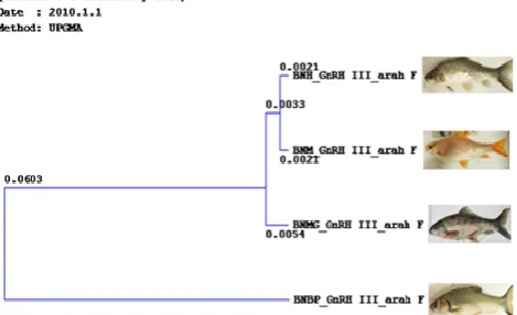 Fig. 5.  Phenogram of the hard lipped barb carp strain using a III-forward GnRH primer  