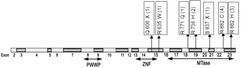 Fig. 1. Shows schematic summary of detected DNMT3A location and the frequency of gene 