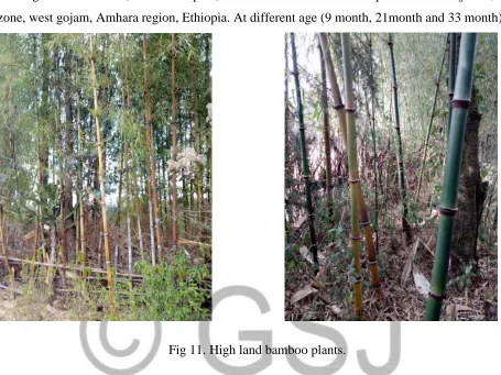 Fig 11. High land bamboo plants. 