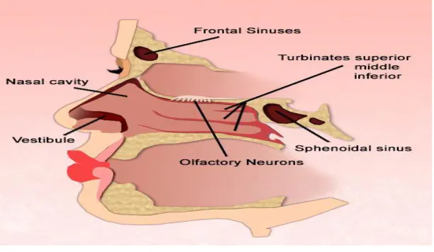 Figure 1: Anatomy of nasal cavity. 