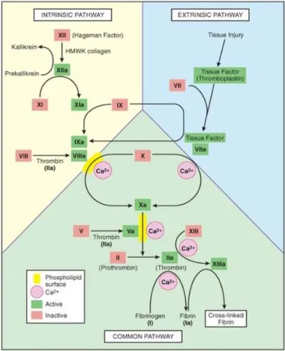 Fig. 1. The coagulation cascade-the common link between the intrinsic and extrinsic  pathways at the level of factor IX activation