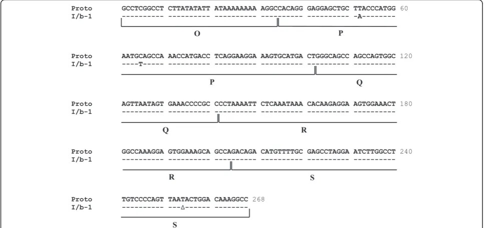 Figure 3 Alignment of BKV prototypic NCCR sequence with archetypal WW NCCR sequences detected in our patient