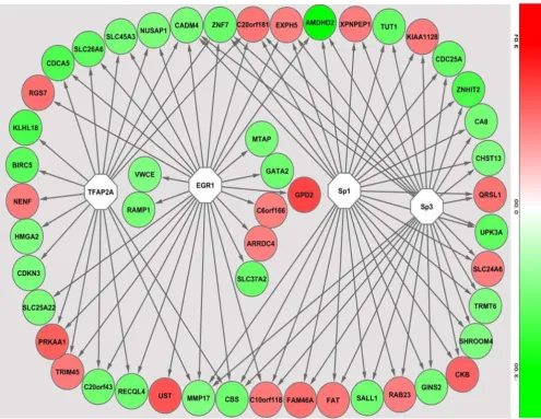 Figure 4Promoter analysis results of differentially expressed genesPromoter analysis results of differentially expressed genes