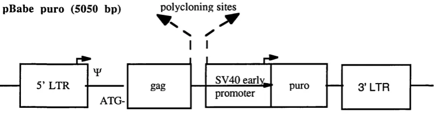 Figure 2.1. Retroviral vector pBabe puro 