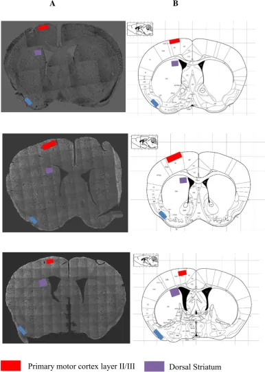 Figure 3 Identification of areas of interest. A Coronal sections from C57B16 mice strain 