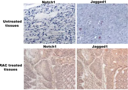 Figure 4. RAC treatment-induced dose-dependent apoptosis in human renal carcinoma cell lines using a double-staining method with Annexin V-FITC/PI.