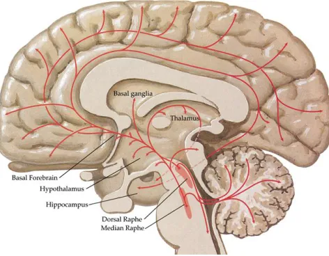 Figure 1. Projections of serotonergic neurons in the central nervous system from the 