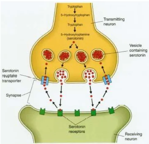Figure 2. Depiction of 5-HTT action at the synapse, regulating amount of 5-HT in 