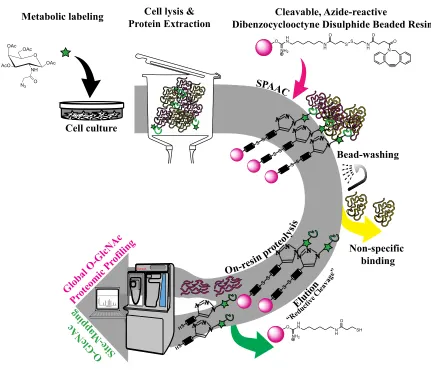 Figure 3.1 Schematic representation of the combined Cu-free Click chemistry-based O-GlcNAc affinity enrichment and shotgun proteomics approach for O-GlcNAc LC-MS/MS glycoproteomic profiling