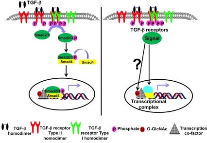 Figure 1.2 Schematic of the canonical TGF-/Smad signaling showing that the effect of TGF-, if any, on the O-GlcNAc modification is unknown