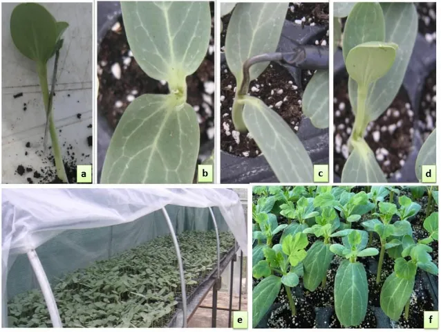 Fig. 1. Hole Insertion Grafting method. a: Scion preparation, b: Rootstock preparation, c: Hole  formation, d: Insertion of scion, e: Post graft care unit, f: Grafted seedling ready for transplanting 