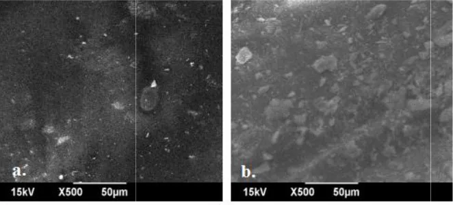 Fig. 1. a). SEM micrograph of β-cyclodextrin, b). SEM micrograph of Citrus limoniumFig