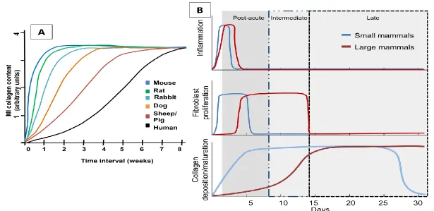 Figure 2.1 Species differences. Temporal representation of biological events post-MI in rodents and large mammals which can affect physical properties of the MI region