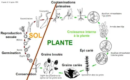 Figure 1 : Le cycle de la carie commune du blé (D’après G. N. Agrios, 1978)