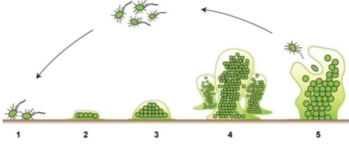 Figure 2.2. A diagram of the five stages of biofilm development: 1 initial attachment, 