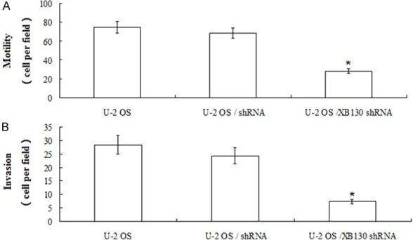 Figure 3. Effects of XB130 shRNA on cell growth. A. Western blot assay for XB130 in U2OS cells, XB130 shRNA-transfected U2OS cells and shRNA-trans-fected U2OS cells