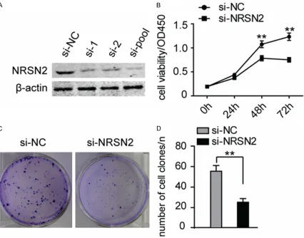 Figure 2. Silencing NRSN2 inhibits cell viability and proliferation. A. The level of NRSN2 in A549 was significantly de-creased after specific siRNA and pooled siRNAs treated 48 hours