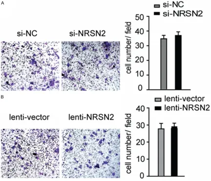 Figure 4. NRSN2 does not affect the ability of cell invasion. A. Representative images of A549 transwell invasion as-says after silencing NRSN2, statistical analysis show no difference between control and treated group (right panel)