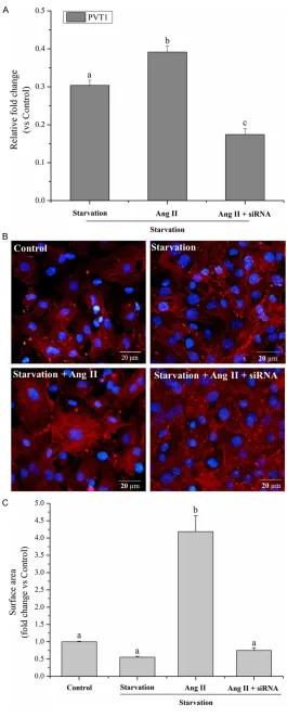 Figure 2. PVT1 siRNA rescued hyper-trophic responses in cardiomyocytes. A. After 72 h of culture, relative fold change of PVT1 expression in the cul-tured neonatal mouse cardiac cardio-myocyte of starvation group, (starvation + Ang II) group and (starvatio