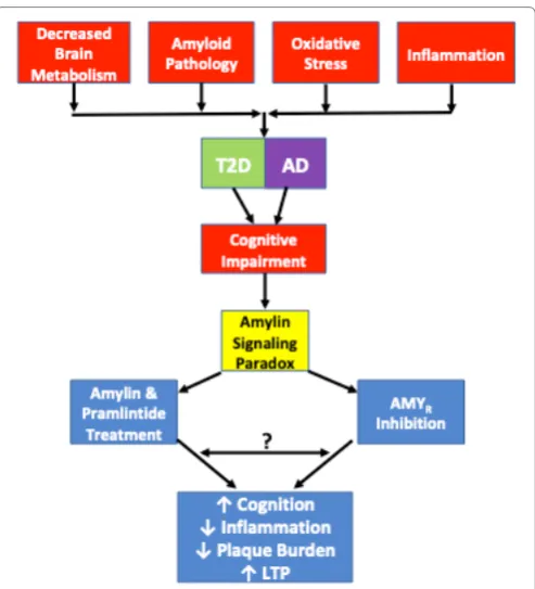Figure 1 depicts the amylin signaling paradox and pathological pramlintide treatment results in improved cognition, decreased inflammation, decreased plaque burden and increased LTP