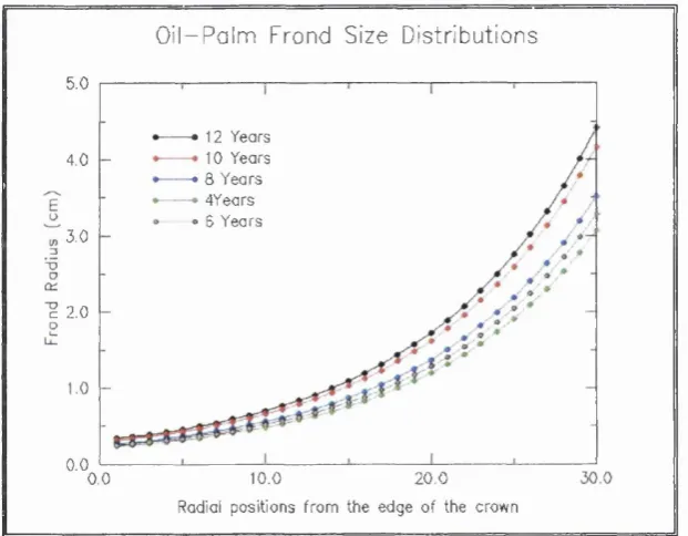 Figure 5.11 Frond radius distribution along the leaf length at different age.