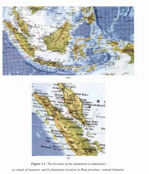 Figure 1.1 The location o f the plantation in Indonesia : 