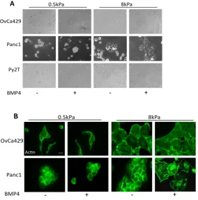 Figure 2.1 BMP4 Induced EMT is Suppressed on Compliant Substrates. (A) Phase contrast images of cells plated on soft (0.5kPa) and rigid (8kPa) fibronectin coated polyacrylamide (PA) hydrogels treated with BMP4 (10nM) for 5, 3, and 7 days, respectively