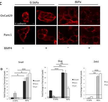 Figure 2.2 (Figure 2.1 continued) C) Scale bars 20µm. (D) Real time quantitative PCR showing the levels of the transcription factors Slug, Snail, and Zeb1 inOvCa429, Panc1, and Py2T cells plated on soft (0.5kPa) and rigid (8kPa) PA hydrogels treated with B