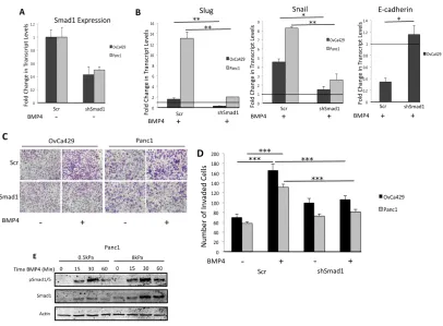 Figure 2.3 BMP4 Induced EMT is Driven by Smad1 (A-B) Real time quantitative PCR showing expression fold change of Smad1 (A) and fold change in transcript levels, relative to the untreated control, for Slug, Snail, and E-cadherin (B) in OvCa429 and Panc1 ce