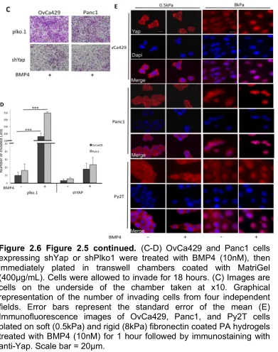 Figure 2.6 Figure 2.5 continued. (C-D) OvCa429 and Panc1 cells expressing shYap or shPlko1 were treated with BMP4 (10nM), then immediately plated in transwell chambers coated with MatriGel (400µg/mL)