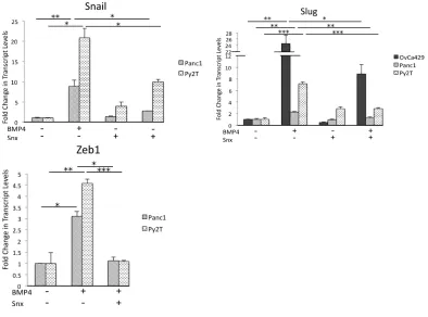Figure 2.7 The Kinase Activity of Cdk8/19 Enhances BMP4 Induced EMT. (A) Real time quantitative PCR showing the fold change in levels of the transcription factors Snail, Slug, and Zeb1 inOvCa429, Panc1, and Py2T cells pre-treated with SnxB (5µM) for 30 min