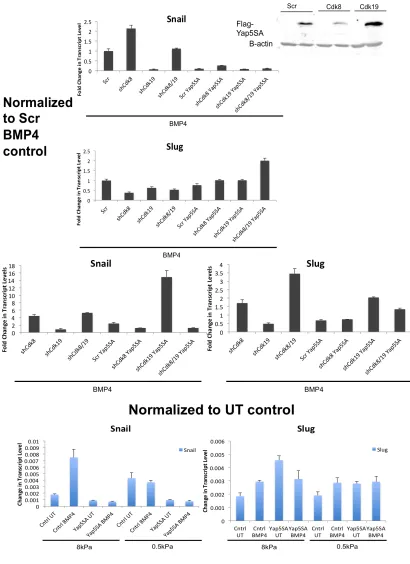 Figure A.9: Effect of Yap5SA on BMP Induced EMT (A-B) Effect of Yap5SA on BMP4 EMT. Expt 4-8