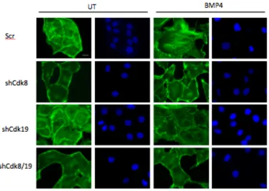Figure A.11: Effects of shCdk8 and shCdk19 on BMP4 Induced EMT. Expt. 4-5.  