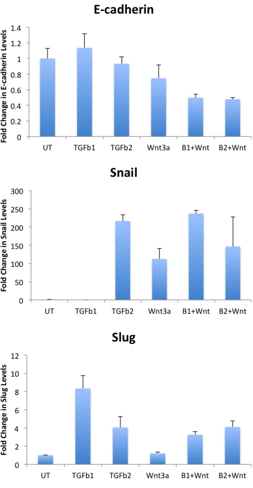 Figure A.12: Effect of Wnt3a and Tgf-β1/2 on EMT. Expt 2-42.   