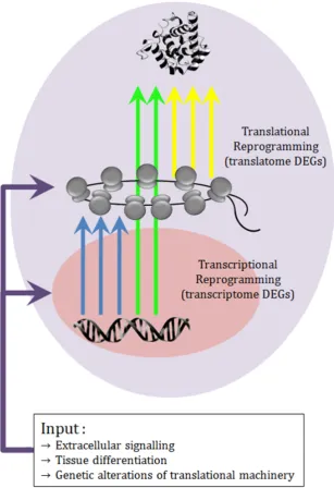 Figure 1.2: Diagram showing how external and internal perturbationsreprogram gene expression regulation at a double level, transcriptionaland translational, originating three types of diﬀerentially expressedgenes (DEGs): those detectable only by transcriptome proﬁling, thosedetectable only by translatome proﬁling, those detected by both anal-yses.
