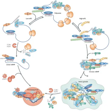 Figure 2.2: Taken from [23]. Molecular pathways connecting actively