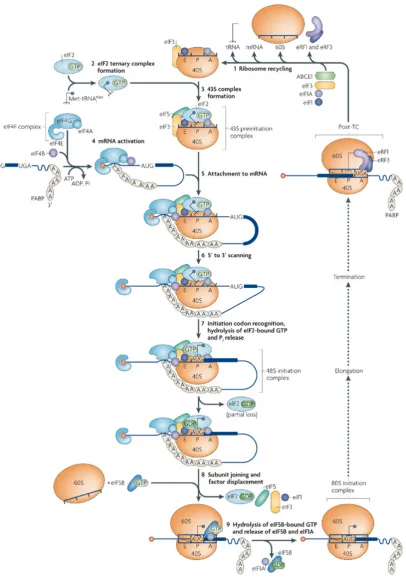 Figure 2.3: Picture taken from [11] showing the sequence of steps in-volved in the canonical pathway of cap-dependent translation initiation.