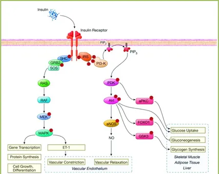 Figure 1.1 Insulin signalling pathway. The insulin signalling pathway has two branches, the PI3-K branch and the MAPK branch
