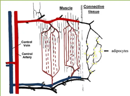 Figure 1.2 Schematic diagram of nutritive and non-nutritive flow routes in muscle.  