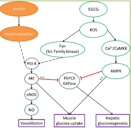 Figure 1.6 Mechanism of action of EGCG in various tissues. Signalling molecules in common for both insulin and EGCG are in blue