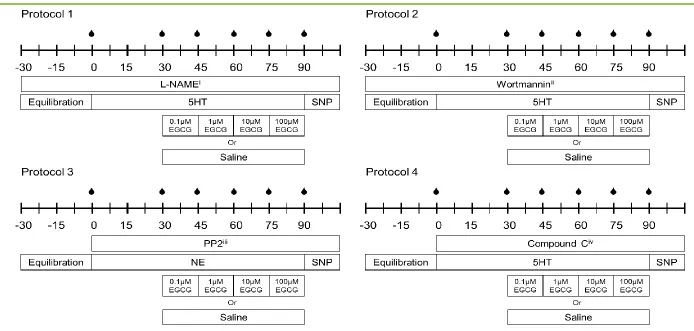 Figure 4.2 Experimental protocols. Protocol 1:  Effects of L-NAME on EGCG-induced vasodilation; Protocol 2: Effects of wortmannin on EGCG-induced vasodilation; Protocol 3: Effects of PP2 on EGCG-induced vasodilation; Protocol 4: Effects of Compound C on EG
